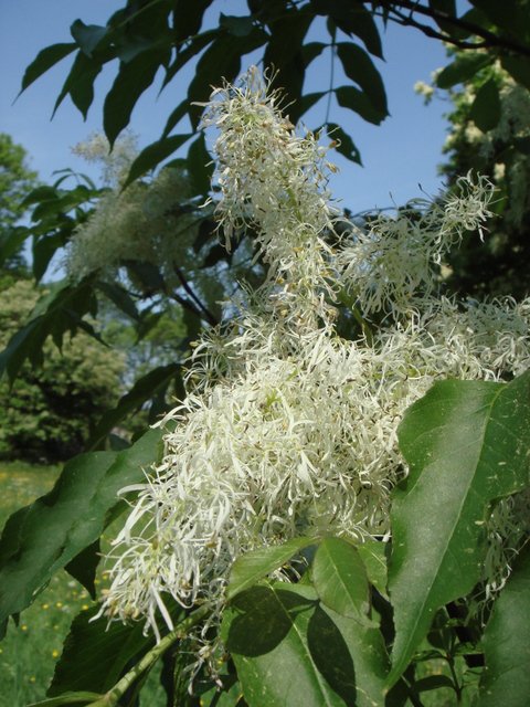 Fraxinus ornus fleur